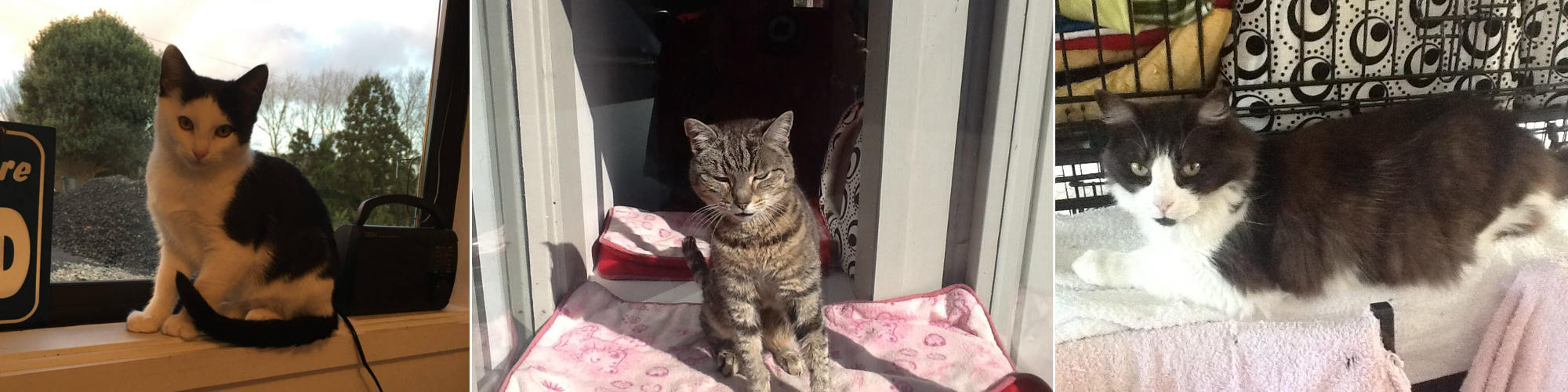 Cat boarding north best sale shore