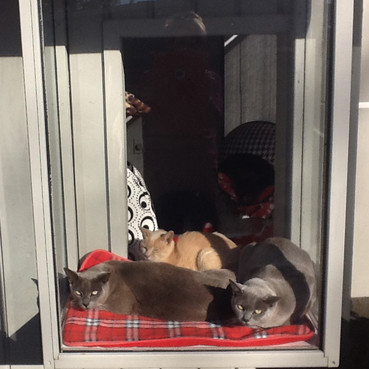 Cat boarding north shore on sale
